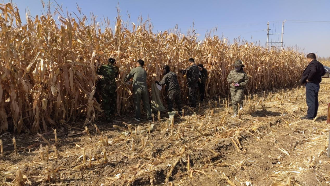 Se acerca la cosecha de maíz de Ning'an Tailai y el sistema de riego inteligente ayuda a los agricultores a aumentar la producción y los ingresos