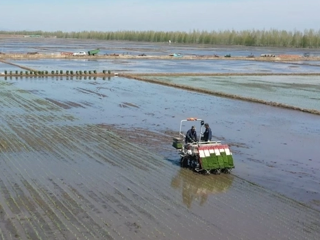 Campos de arroz en Dajiangdong, Hangzhou