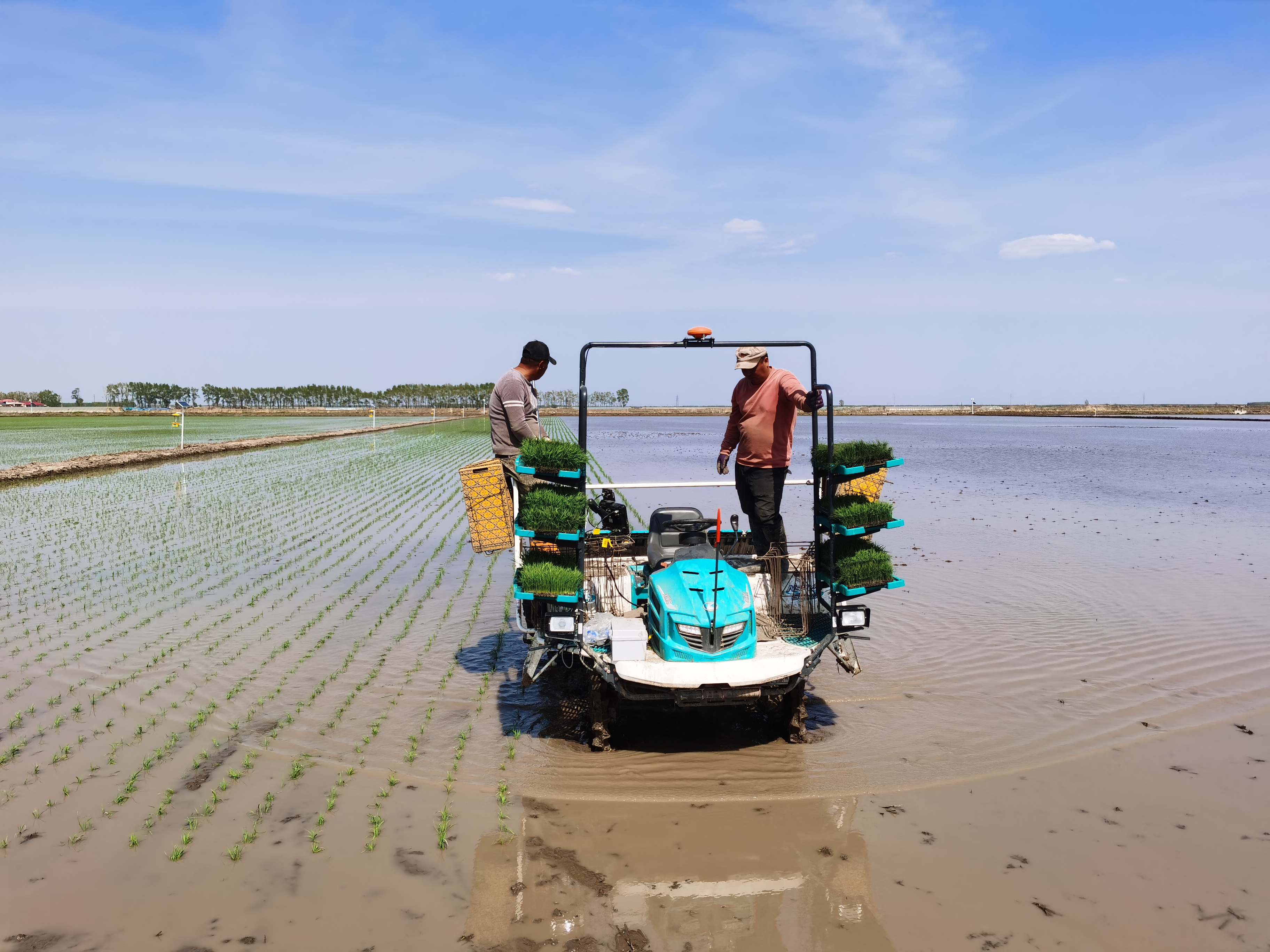 Sistema de dirección del piloto automático del trasplantador de arroz